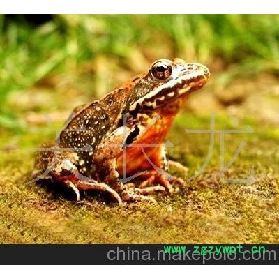 鲜活雪蛤 鲜活东北林蛙