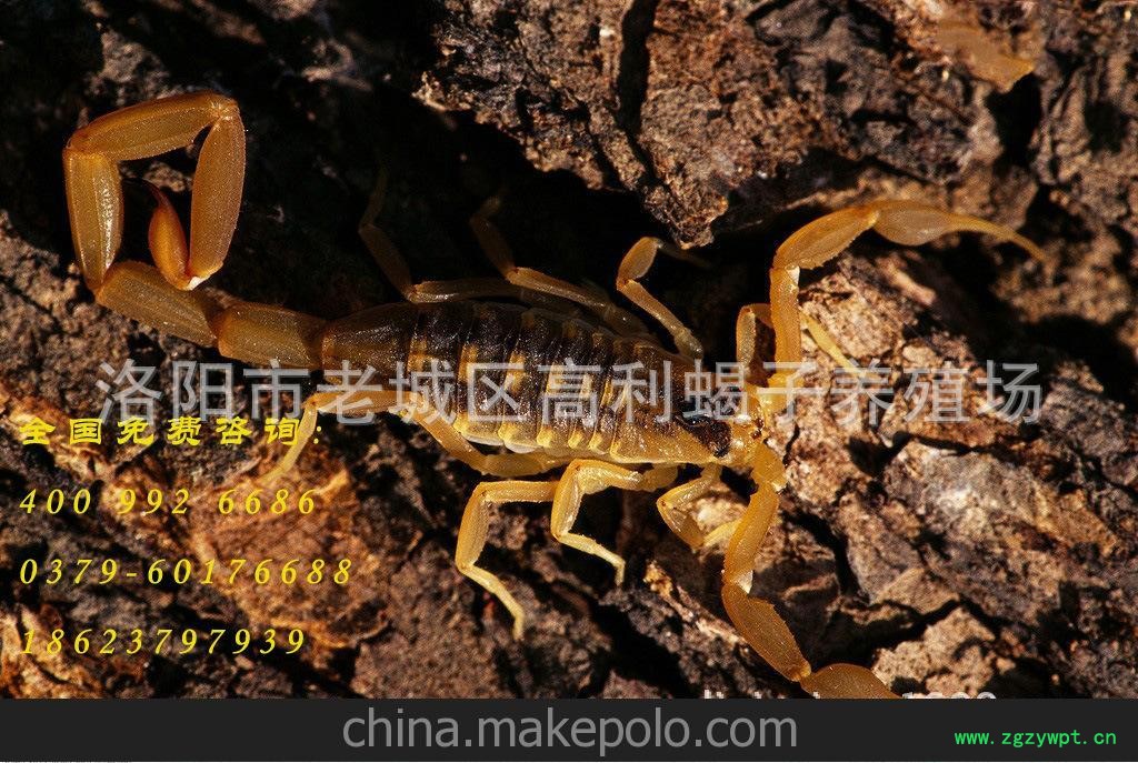 全国供应蝎子产品促销盛宴！活蝎子孕蝎子种蝎子大小精挑蝎子0利图2