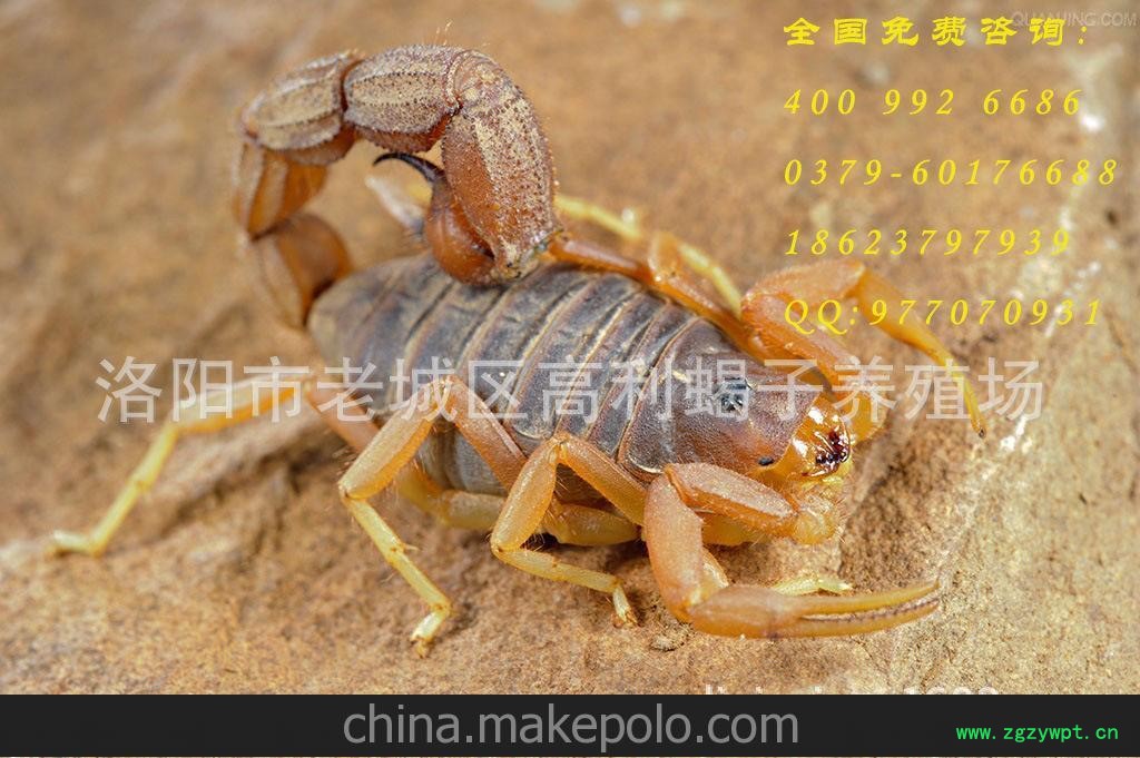 全国供应蝎子产品促销盛宴！活蝎子孕蝎子种蝎子大小精挑蝎子0利图3