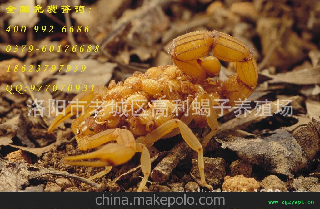蝎子 蝎子养殖 蝎子养殖技术 蝎子价格图5