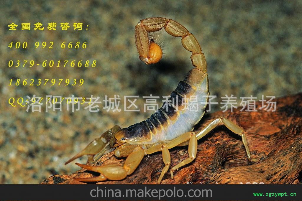 蝎子 蝎子养殖 蝎子养殖技术 蝎子价格图6