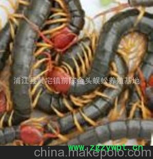 批发供应各种药用蜈蚣种苗（图）