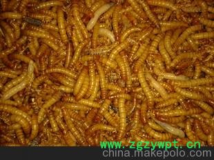 常年销售 蝎种 蝎苗 黄粉虫及各种中药材