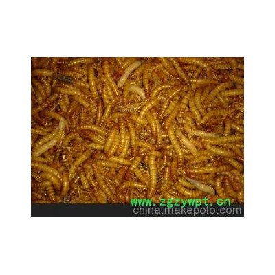 常年销售 蝎种 蝎苗 黄粉虫及各种中药材