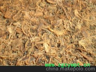 动物原药材-彩玲养殖厂家直销种蝎、活蝎、冻蝎等