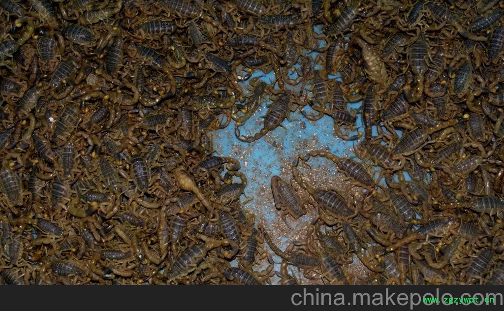 供应全蝎/全虫/中药材批发/全蝎/蝎子/产地直销/支持验货/实景图2