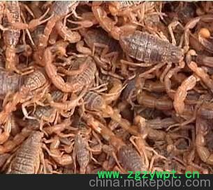 蝎子；各种中药材、中药饮片、冷被中药材