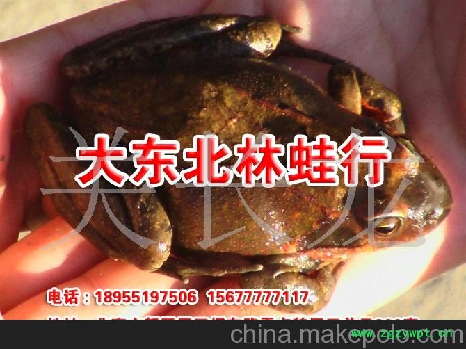 东北雪蛤 林蛙 东北特产图3