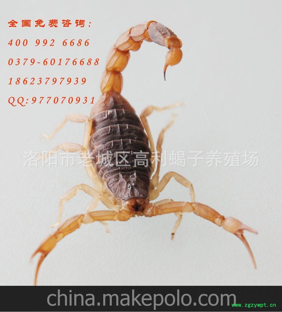 国内较大蝎子批发商，0利润直销黑黄蝎子，孕蝎子，冻蝎子各规格图2