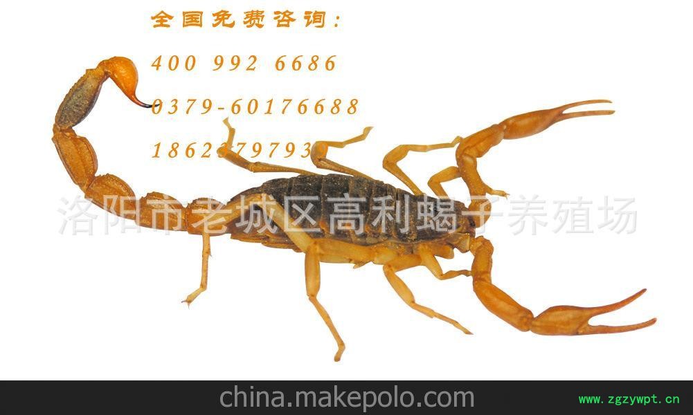 国内较大蝎子批发商，0利润直销黑黄蝎子，孕蝎子，冻蝎子各规格图3