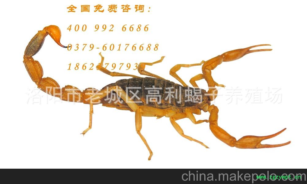 一手货源 活蝎子 黄通货 国内低价格图6