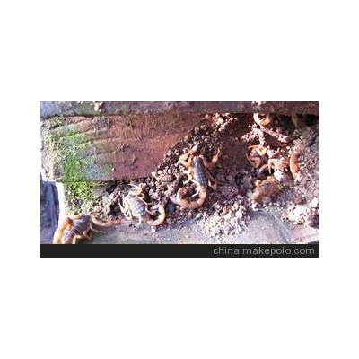 蝎子种苗批发 养殖资料免费赠送