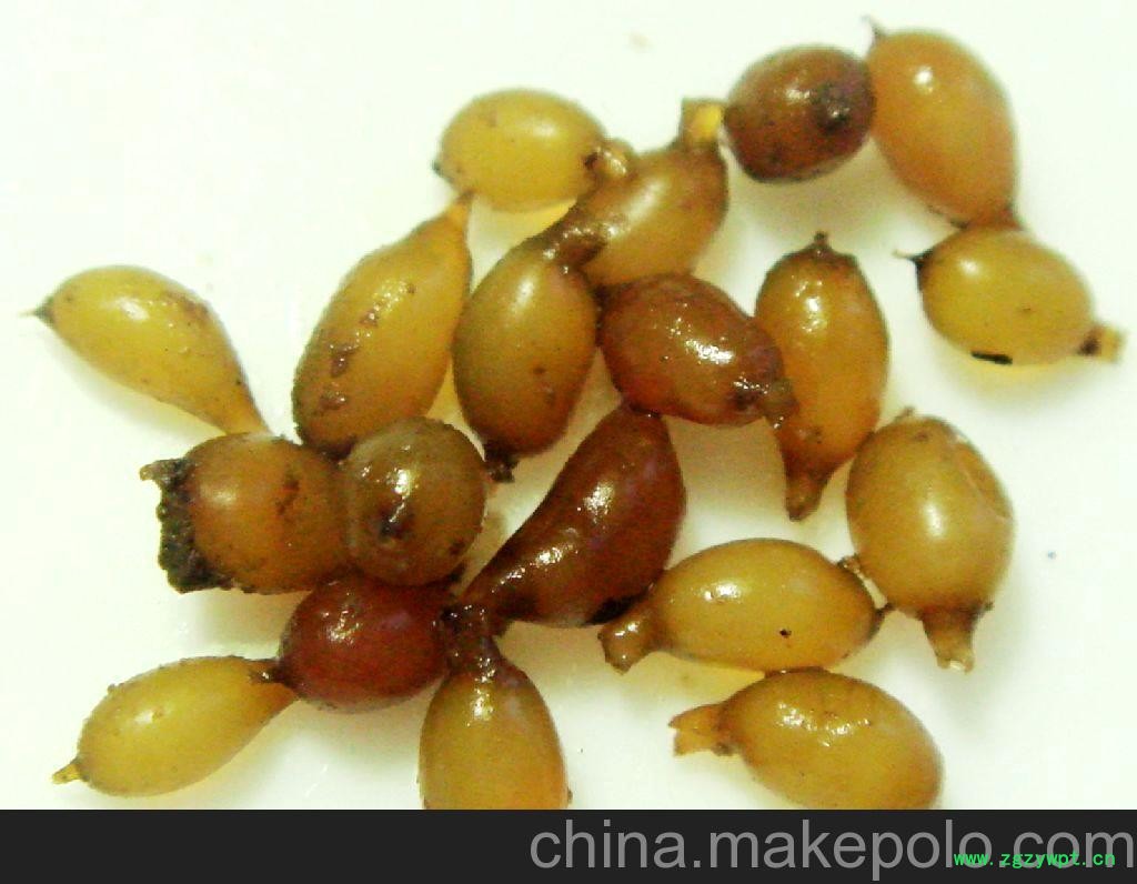 大量供应制药用蚯蚓地龙图2