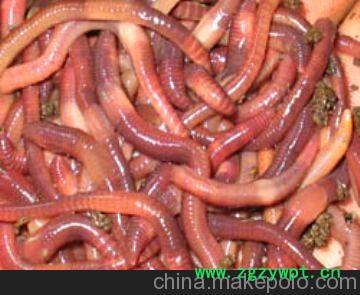 大量供应制药用蚯蚓地龙图3