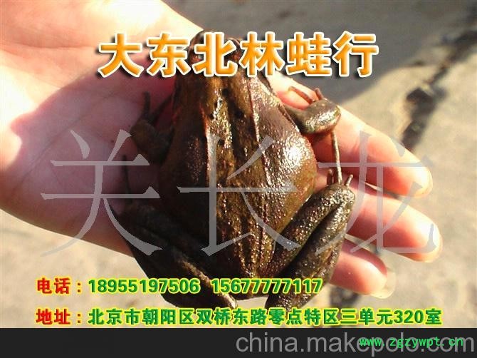 林蛙 雪蛤 哈什蚂 东北林蛙图2