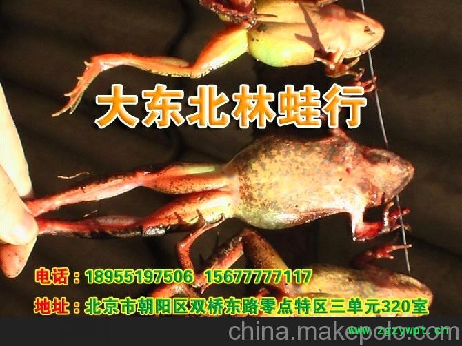 全枝林蛙干图3