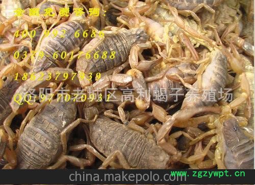 国内较大蝎子商，0利直销孕蝎子种蝎子公司购死蝎子包换活蝎0差价图2