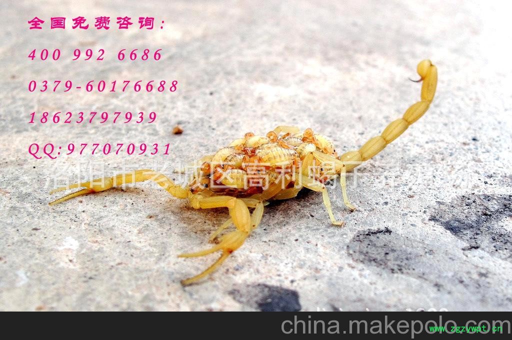 国内低价的冷冻死蝎子（鲜）欢迎各位商家前来采购图2