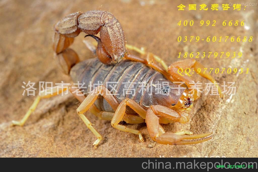 强势席卷洛阳城！全国最高价收购蝎子。招山东地区集中商。图2