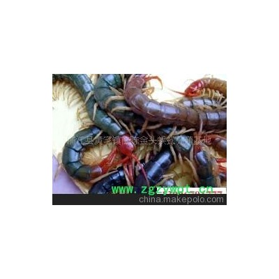 金头蜈蚣养殖，蜈蚣养殖基地，提供蜈蚣种苗，技术培训等等