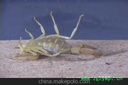 供应中药材 全虫 全蝎 蝎子图3