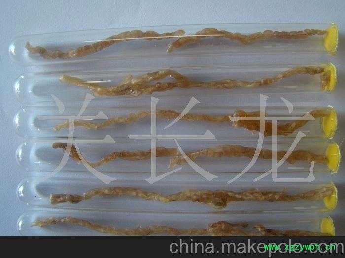 单条林蛙线油 单条雪蛤图2