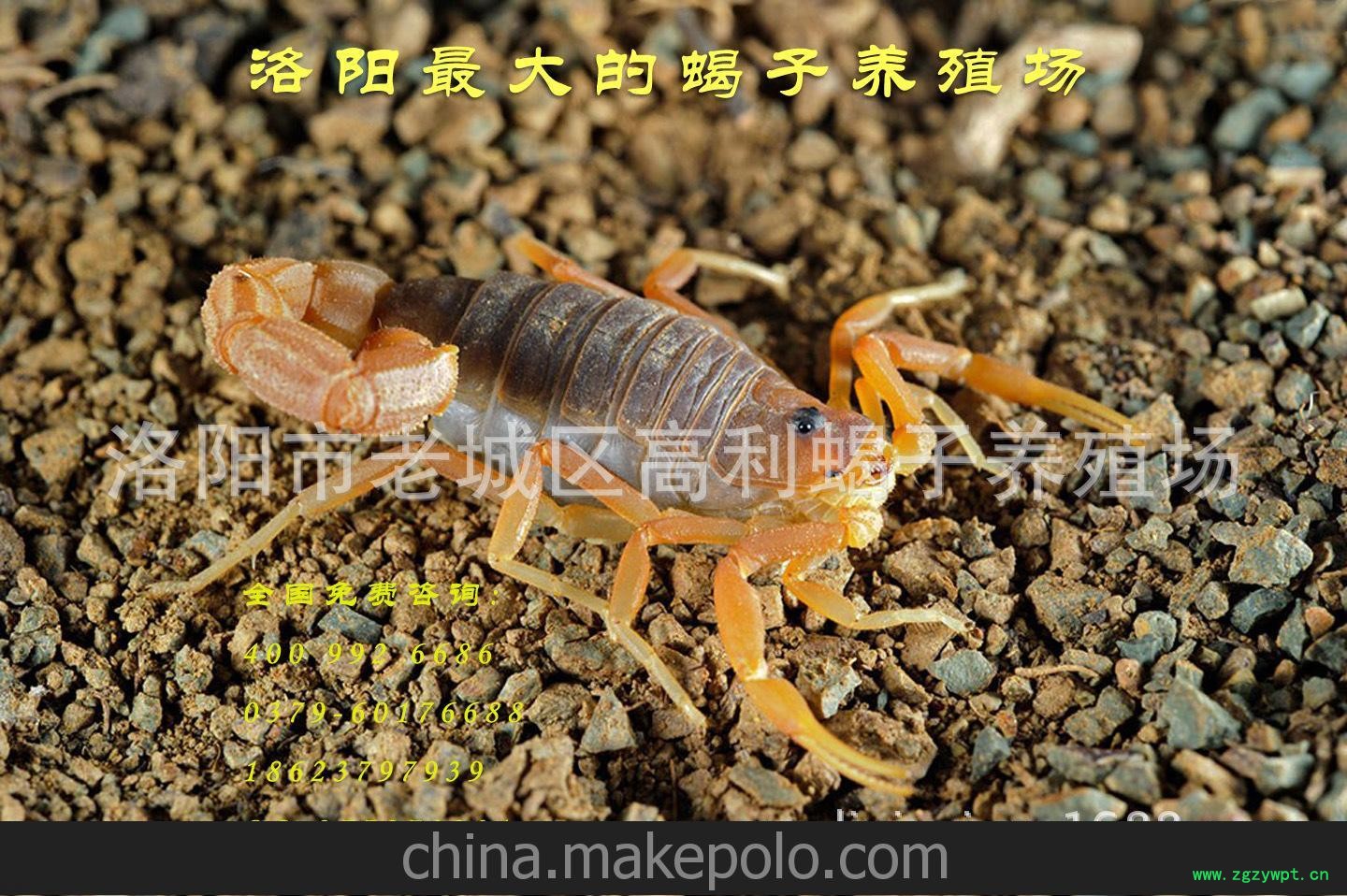 中药饮片利器,死蝎子落池蝎子,购买即送30年煮蝎技术0利促销图2