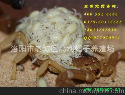 国内低价的冷冻死蝎子（胖）欢迎各位商家前来采购。图3