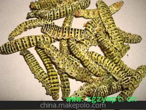 药用昆虫药用茴香虫药用茴香虫干虫图2