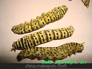 药用昆虫药用茴香虫药用茴香虫干虫图3