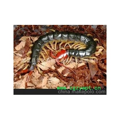 批发供应优质中药材蜈蚣（图）