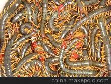 供应中药材 蜈蚣图5