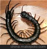 供应中药材 蜈蚣图3