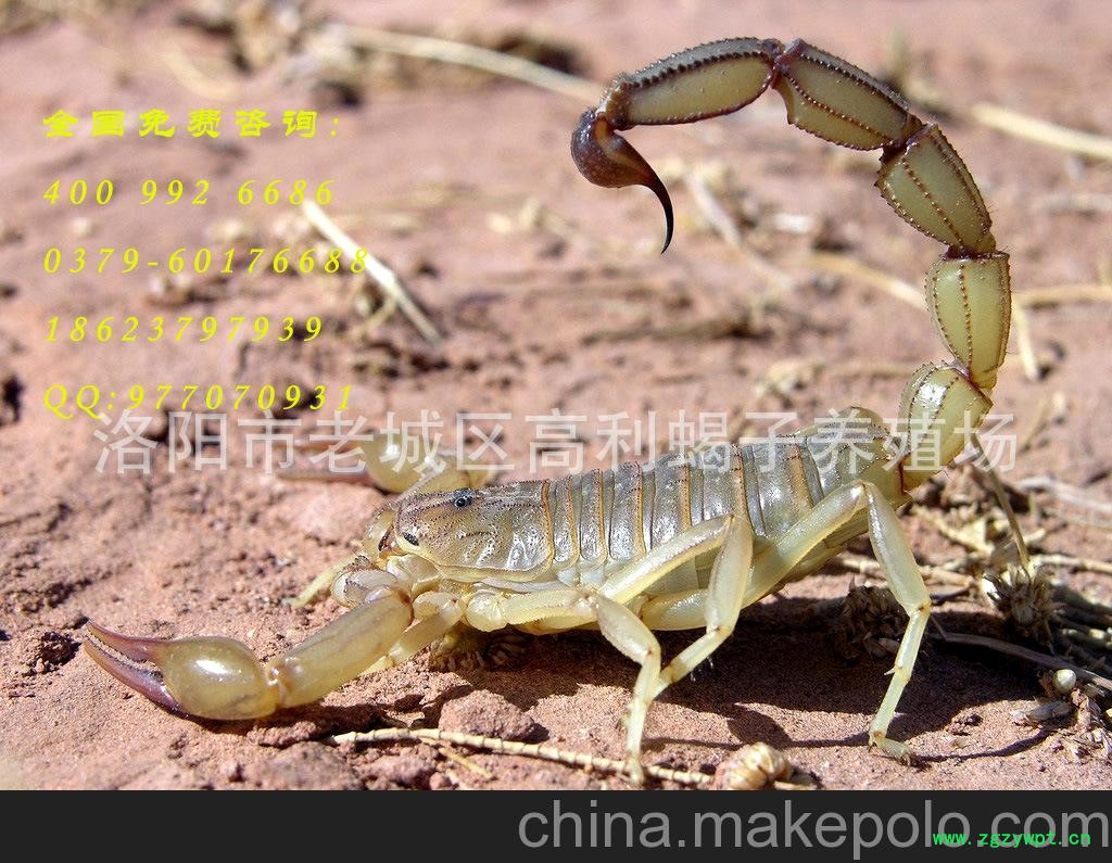 批发供应中药材 全蝎 全虫 蝎子图2