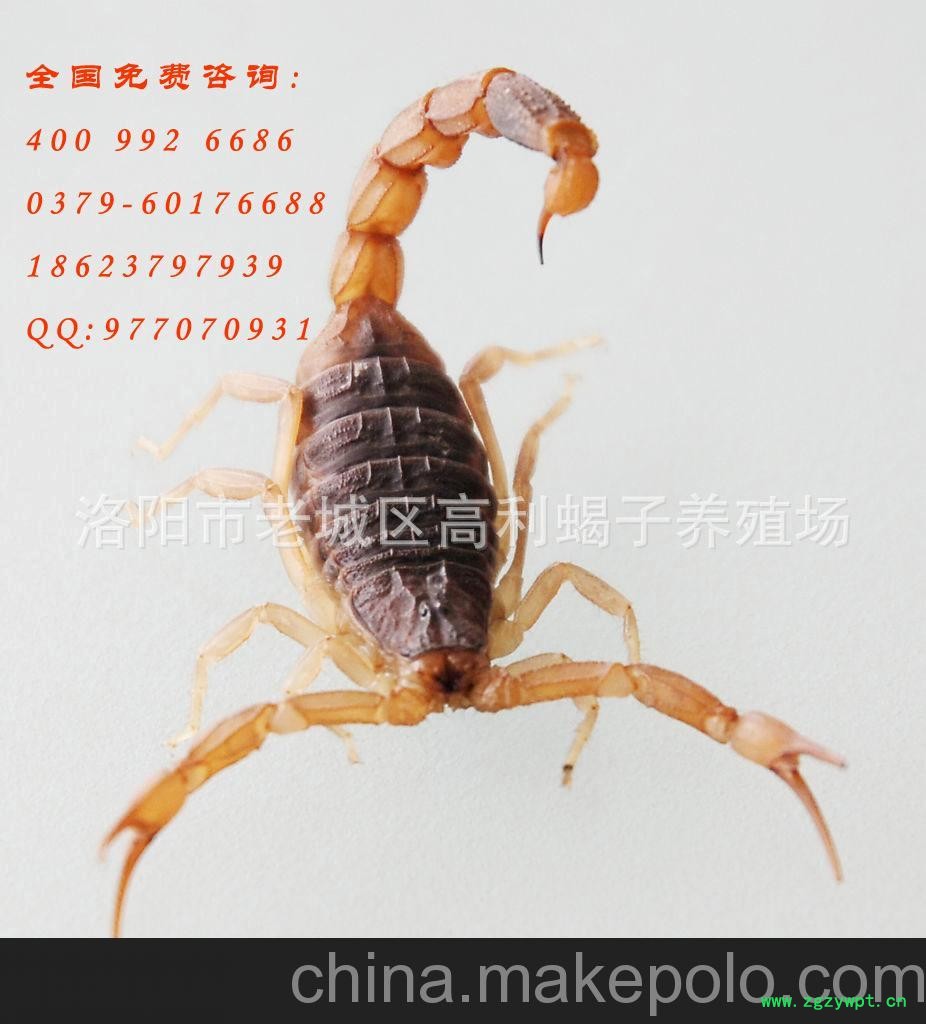 批发供应中药材 全蝎 全虫 蝎子图6