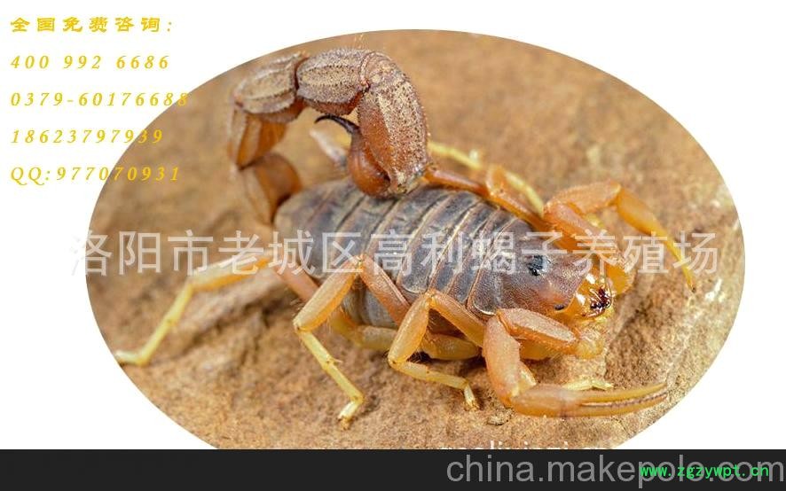 批发供应中药材 全蝎 全虫 蝎子图4