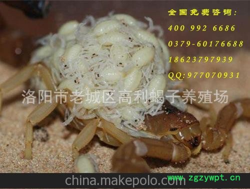 蝎子养殖技术 免费出售欢迎前来参观厂长亲传图4