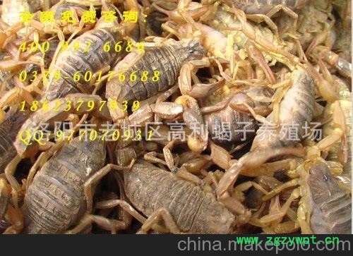 蝎子养殖技术 免费出售欢迎前来参观厂长亲传图6