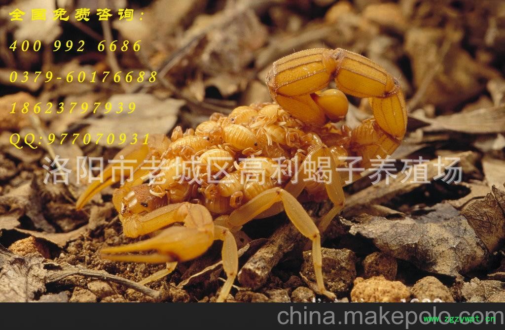 蝎子养殖技术 免费出售欢迎前来参观厂长亲传图2