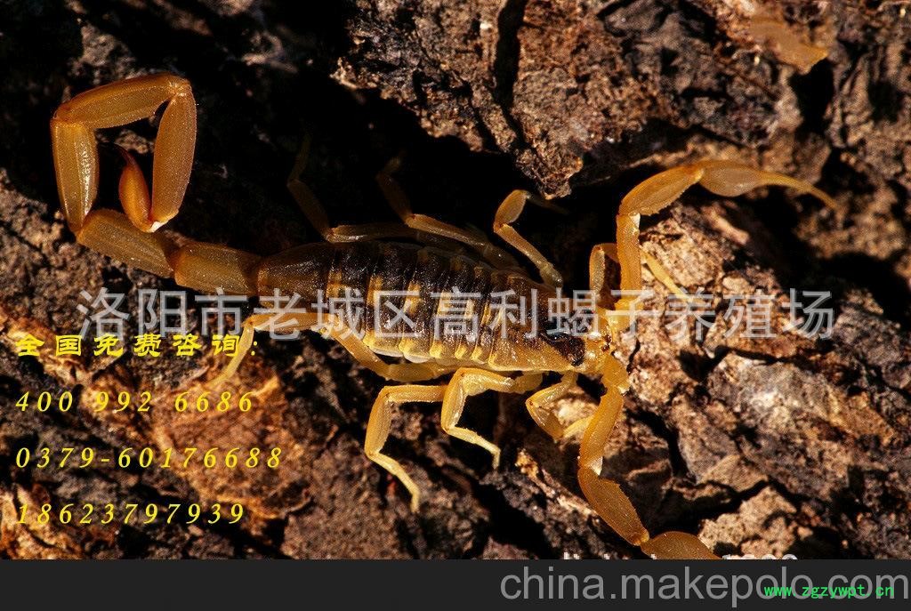 一手货源加国内最大蝎子批发商，活蝎，干蝎，冻蝎等国内低价图2