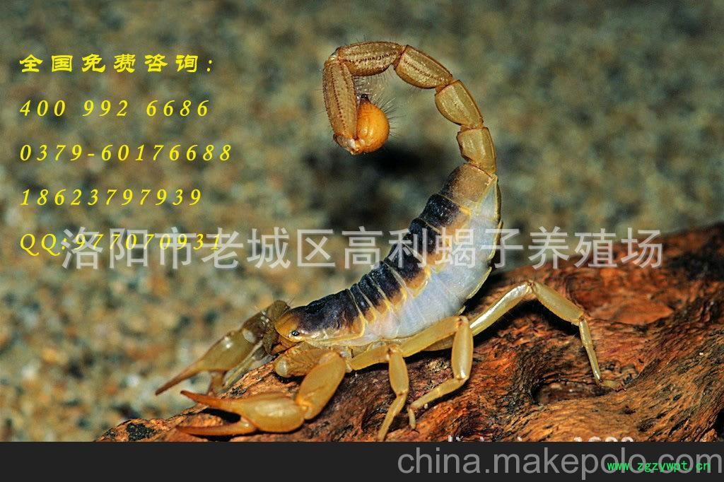 一手货源加国内最大蝎子批发商，活蝎，干蝎，冻蝎等国内低价图3