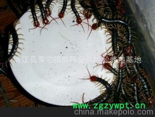 批发供应各种优质蜈蚣种苗（图）