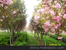 山东绿化苗木直销山东麦冬，山东樱花，山东紫藤