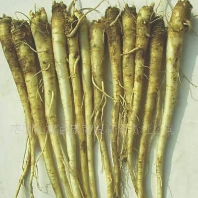 北桔梗（干、温)-北桔梗