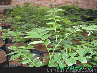 黄连药苗销售 河南果树苗基地