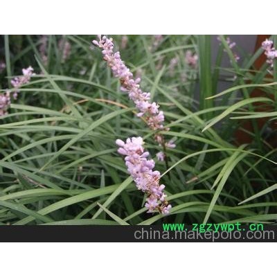 麦冬销售商 麦冬种植基地 麦冬行情