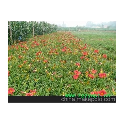 山东萱草 山东金盏菊 山东麦冬