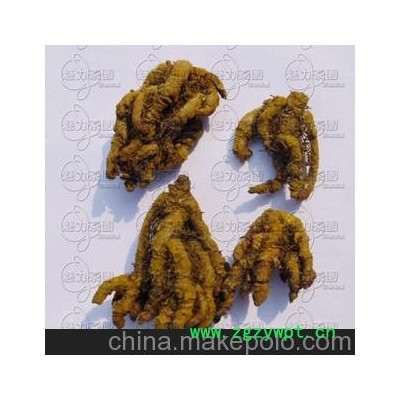 批发供应 中药材粉 黄连 川黄连 清热燥湿 黄连