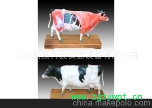 KY-19　 牛体针灸模型，动物教学模型，动物针灸模型医学模型图2