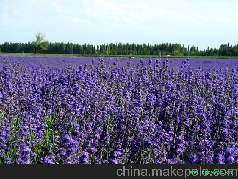 丰胸仪器丰胸器丰乳胸部按摩产后产品排行榜精油批发乳房下垂增大图2